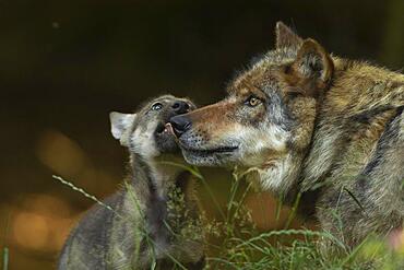 Gray wolf (Canis lupus) with young, pups, offspring, Neuhaus, Lower Saxony, Germany, Europe