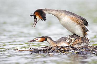 Great crested grebe (Podiceps cristatus) copulating at the nest, Oldenburger Muensterland, Vechta, Lower Saxony, Germany, Europe