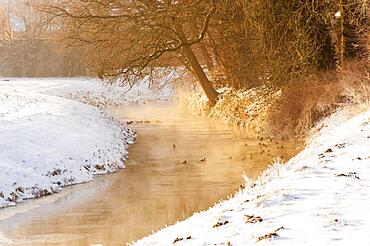 Ducks on the Hunte in winter, Hunteburg, Lower Saxony, Germany, Europe