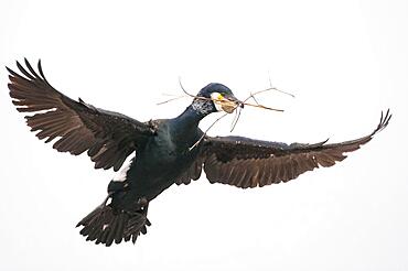 Flying great cormorant (Phalacrocorax carbo) with nesting material building a nest, Lembruch, Lower Saxony, Germany, Europe