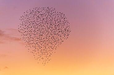 Starlings in a flock against the evening sky, Lembruch, Lower Saxony, Germany, Europe