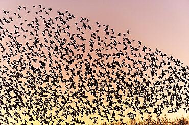 Starlings in a flock against the evening sky, Lembruch, Lower Saxony, Germany, Europe