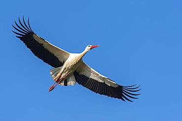 White Stork (Ciconia ciconia) in flight, white stork, Lake Duemmer, Lembruch, Lower Saxony, Germany, Europe