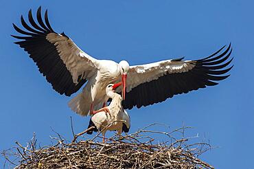 White Stork (Ciconia ciconia) mating, white stork, Lake Duemmer, Lembruch, Lower Saxony, Germany, Europe