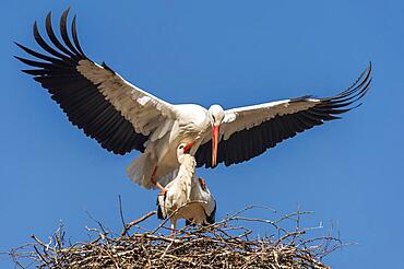 White Stork (Ciconia ciconia) mating, white stork, Lake Duemmer, Lembruch, Lower Saxony, Germany, Europe