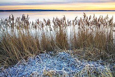 Winter atmosphere on the shore of Lake Duemmer, thatch, reeds, silence, Lembruch, Lower Saxony, Germany, Europe