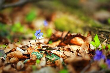 Flowering liverwort (Hepatica nobilis) on the forest floor, Jakobsberg nature reserve, Steinhagen, Teutoburg Forest, North Rhine-Westphalia, Germany, Europe