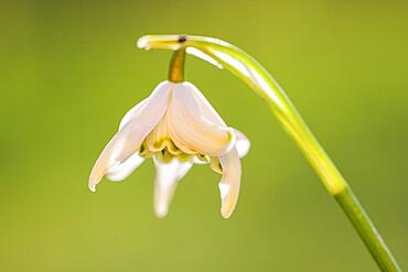 Spring snowflake (Leucojum vernum), Germany, Europe