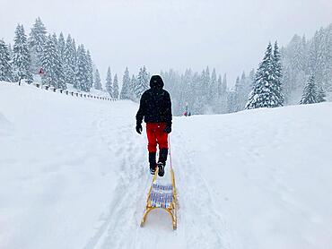 Man pulling a sledge through the snow, snowy landscape during snowfall, Spitzingsee, Upper Bavaria, Bavaria, Germany, Europe