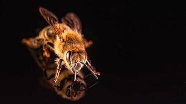 Bee isolated on black background. Honeybee detail photo with copy space on right