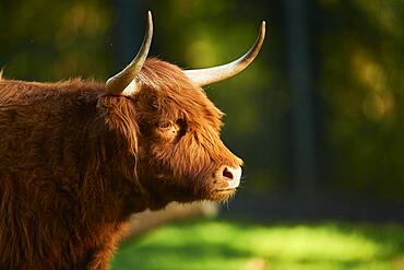 Highland cattle, portrait, Bavaria, Germany, Europe