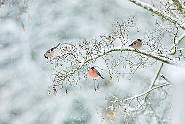 Eurasian bullfinch (Pyrrhula pyrrhula) sitting on a branch in winter, Bavaria, Germany, Europe