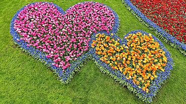 Two hearts, beds with tulips (Tulipa) and grape hyacinths (Muscari), view from above, Keukenhof Gardens, Lisse, Bollenstreek, South Holland, Netherlands