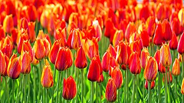 Orange tulips (Tulipa) in a bed, Keukenhof garden, Lisse, Bollenstreek, South Holland, Netherlands