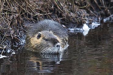 Nutria (Myocastor coypus), Emsland, Lower Saxony, Germany, Europe