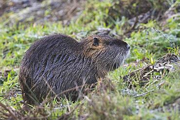 Nutria (Myocastor coypus), Emsland, Lower Saxony, Germany, Europe