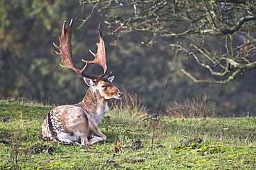 Fallow deer (Dama dama), Province of North Holland, Netherlands