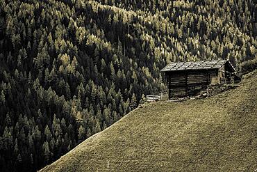 Old farms on mountain meadow, Ulten Valley, Merano, South Tyrol, Italy, Europe