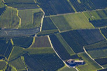 Orchards from above, Naturno, South Tyrol, Italy, Europe
