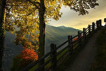 Old fence with autumnal tree as silhouette at sunset, Naturns, South Tyrol, Italy, Europe