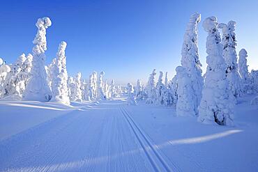 Cross-country ski trail with sun, Winter, Rukatunturi, Ruka, Kuusamo, Nordoesterbotten, Suomi, Finland, Europe