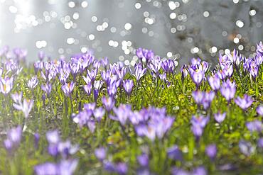 Crocus with reflected Sun in Water in the Spring, Husum Schlosspark, Schleswig Holstein, Germany, Europe