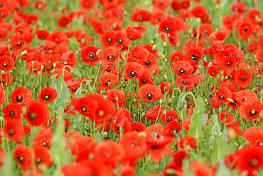 Corn Poppy (Papaver rhoeas) Field, Summer, Germerode, Hoher Meissner, Werra Meissner District, Hesse, Germany, Europe