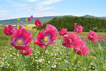 Opium Poppy (Papaver somniferum), and Chamomile, Matricaria chamomilla, Summer, Germerode, Hoher Meissner, Werra Meissner District, Hesse, Germany, Europe