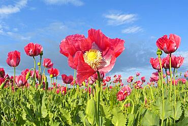 Opium Poppy (Papaver somniferum), Summer, Germerode, Hoher Meissner, Werra Meissner District, Hesse, Germany, Europe