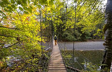 Hikers on suspension bridge in autumnal forest, Grove of the Patriarchs Trail, Mount Rainier National Park, Washington, USA, North America