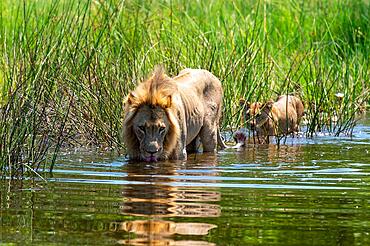 Lion (Panthera leo) Lion with young walking through water, Vumbura Plains Camp, Botswana, Africa