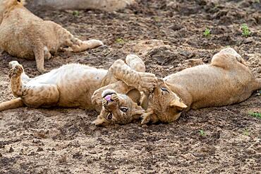 Lion Young lions (Panthera leo) playing with each other, South Luangwa National Park, Zambia, Africa