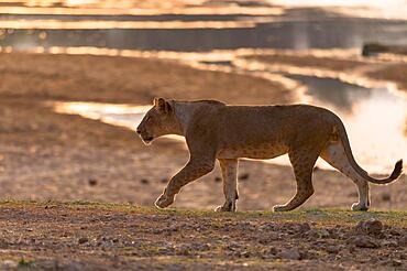 Lion (Panthera leo) Lioness walking along the river, South Luangwa National Park, Zambia, Africa