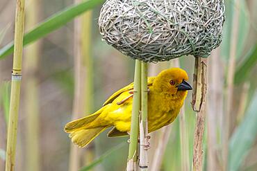 Eastern golden weaver (Ploceus subaureus) Yellow Weaver, Isimangaliso Wetland Park, St Lucia, KwaZulu Natal, South Africa, Africa