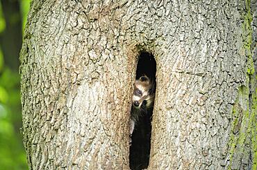 Young raccoon (Procyon lotor), in tree hole, Weinhuebel, Goerlitz, Saxony, Germany, Europe