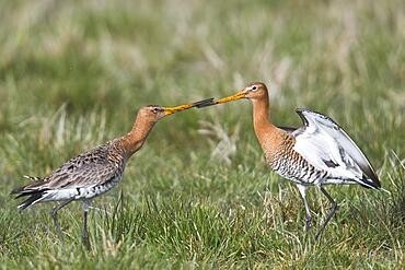 Black-tailed godwits (Limosa limosa), quarrelling, Lower Saxony, Germany, Europe