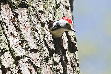 Middle spotted woodpecker (Leiopicus medius), Emsland, Lower Saxony, Germany, Europe