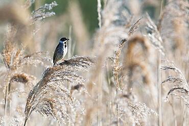 Reed bunting (Emberiza schoeniclus), Lower Saxony, Germany, Europe