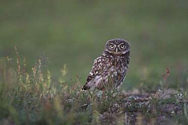 Little owl (Athene noctua), Emsland, Lower Saxony, Germany, Europe