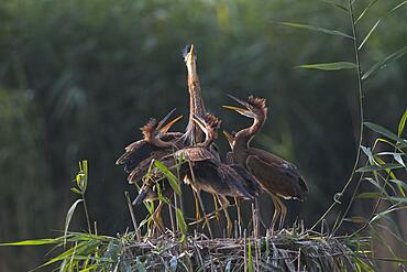 Purple heron (Ardea purpurea) at nest with young, Baden-Wuerttemberg, Germany, Europe