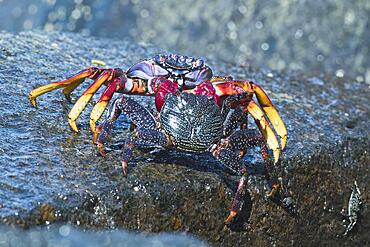 Red rock crab (Grapsus adscensionis), Tenerife, Spain, Europe