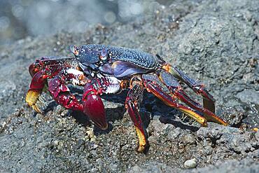 Red rock crab (Grapsus adscensionis), Tenerife, Spain, Europe