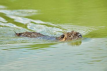 Nutria (Myocastor coypus) youngster swimming in a lake, Camargue, France, Europe