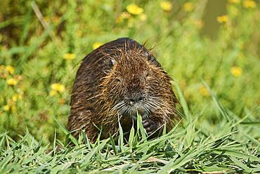 Nutria (Myocastor coypus) swimming in the grass, Camargue, France, Europe