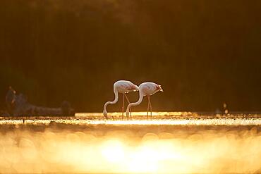 Greater Flamingo (Phoenicopterus roseus), walking in the water at sunset, Parc Naturel Regional de Camargue, France, Europe