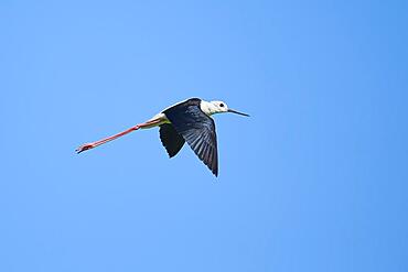 Black-winged stilt (Himantopus himantopus), flying in the sky, ebro deltre, Catalonia, Spain, Europe