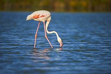 Greater Flamingo (Phoenicopterus roseus), walking in the water, Parc Naturel Regional de Camargue, France, Europe