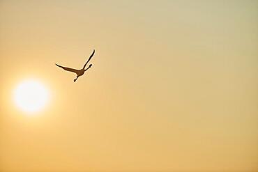 Greater Flamingo (Phoenicopterus roseus), flying in the sky at sunset, Parc Naturel Regional de Camargue, France, Europe