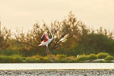 Greater Flamingo (Phoenicopterus roseus), landing in the water at sunset, Parc Naturel Regional de Camargue, France, Europe