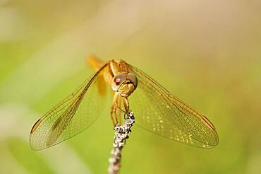 Red-veined darter (Sympetrum fonscolombii) or nomad, ebro deltre, Catalonia, Spain, Europe